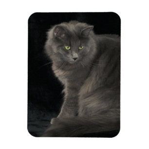Magnet Flexible Chat gris Long Cheveux Russe Bleu Kitty Kitten Mig