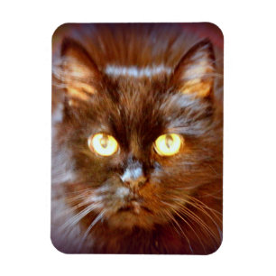 Magnet Flexible chat noir