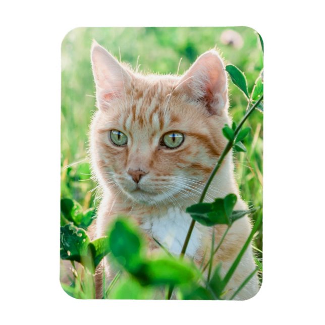 Magnet Flexible Chat roux aux yeux verts dans l'herbe (Vertical)