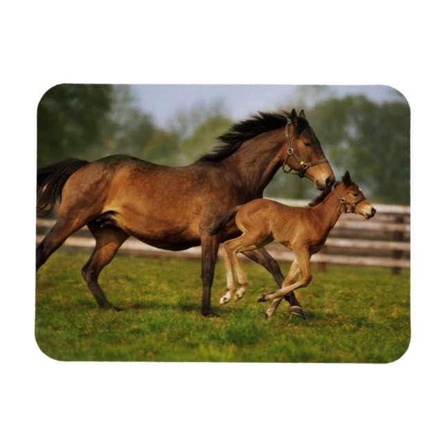 Magnet Flexible Châtaigne de Thoroughbred Mare & Foie (Horizontal)