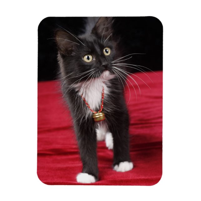 Magnet Flexible Chaton noir et blanc à poils courts, 2 mois 1/2 (Vertical)