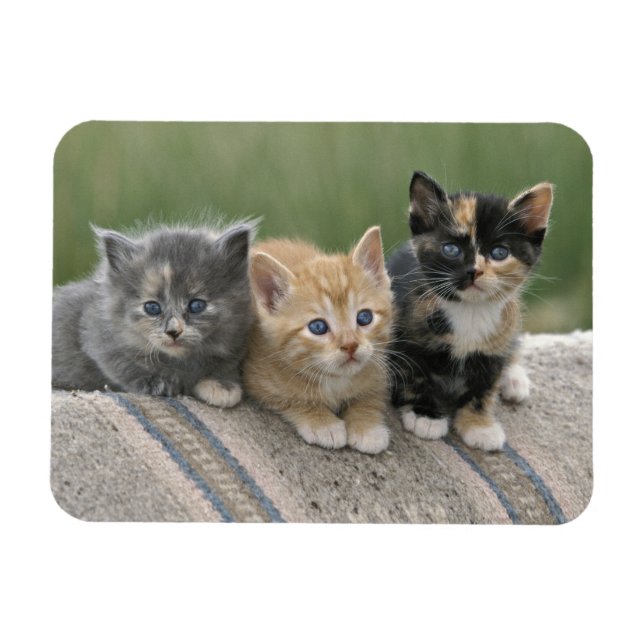 Magnet Flexible Chatons de grange sur une couverture de cheval (Horizontal)