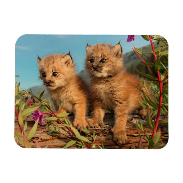 Magnet Flexible Chatons Lynx du Canada, Alaska (Horizontal)