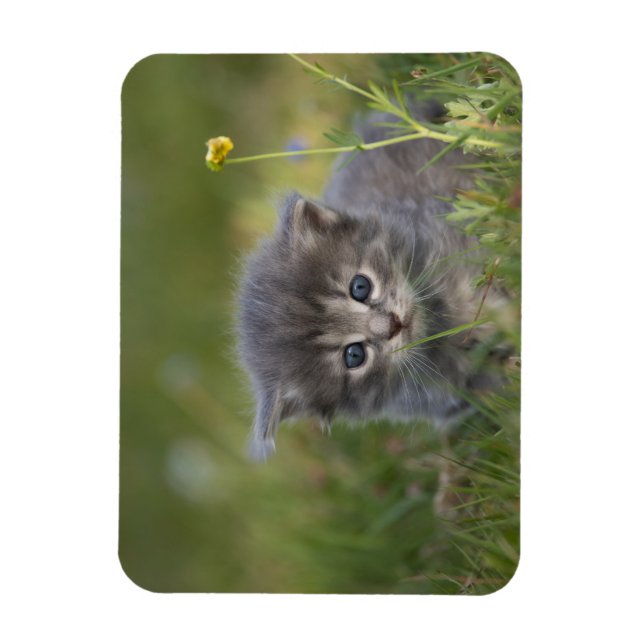 Magnet Flexible Chatons Mignons (Vertical)