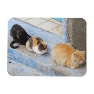 Magnet Flexible Chats, Chefchaouen, Maroc