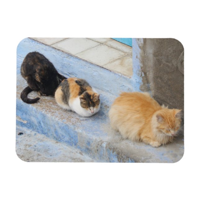 Magnet Flexible Chats, Chefchaouen, Maroc (Horizontal)