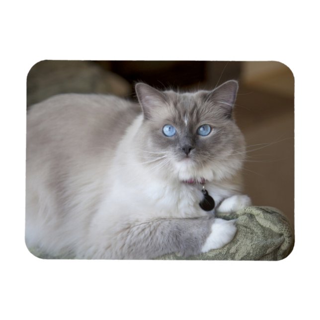 Magnet Flexible Chatte Ragdoll (Horizontal)