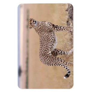 Magnet Flexible Cheetah
