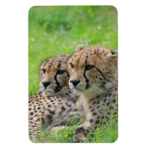 Magnet Flexible Cheetah 001