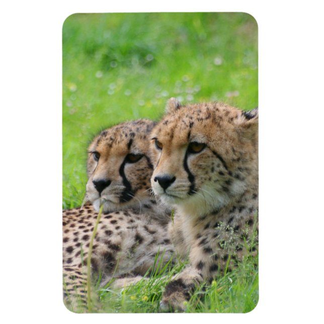 Magnet Flexible Cheetah 001 (Vertical)