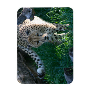 Magnet Flexible Cheetah à la chasse