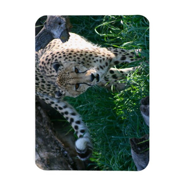 Magnet Flexible Cheetah à la chasse (Vertical)