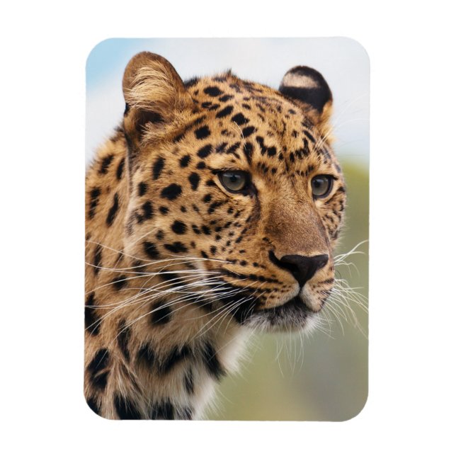 Magnet Flexible Cheetah adulte shaggy dans la nature (Vertical)