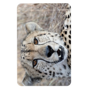 Magnet Flexible Cheetah Portrait