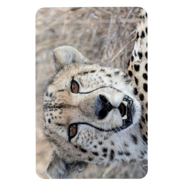 Magnet Flexible Cheetah Portrait (Vertical)