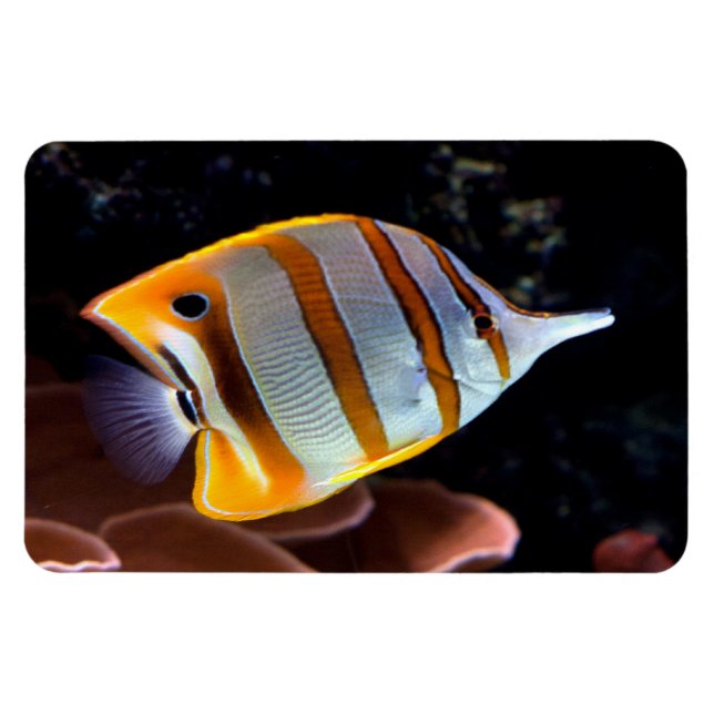 Magnet Flexible Chelmon rostratus (Horizontal)