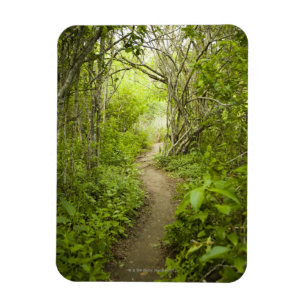 Magnet Flexible Chemin à travers la forêt