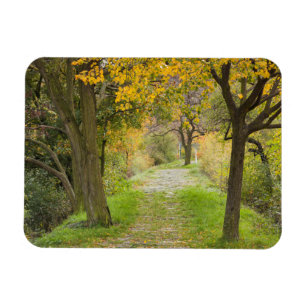 Magnet Flexible Chemin bordé d'arbres en automne