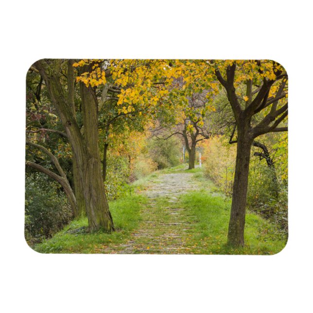 Magnet Flexible Chemin bordé d'arbres en automne (Horizontal)