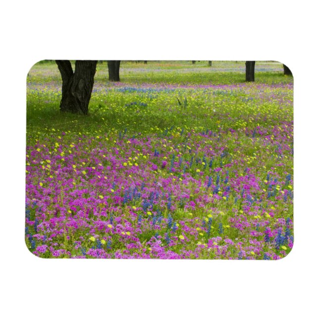 Magnet Flexible Chênes avec champ de Phlox, Blue Bonnets (Horizontal)