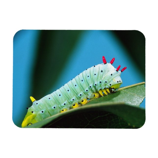 Magnet Flexible Chenille du papillon Prométhée, Callosamia (Horizontal)