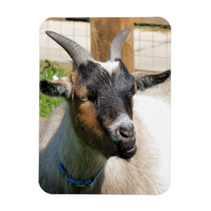 MAGNET FLEXIBLE CHÈQUE