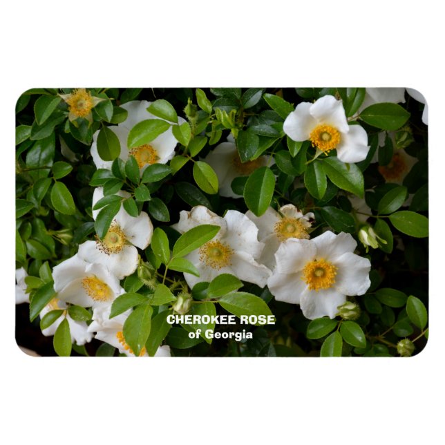 Magnet Flexible Cherokee Rose (Horizontal)