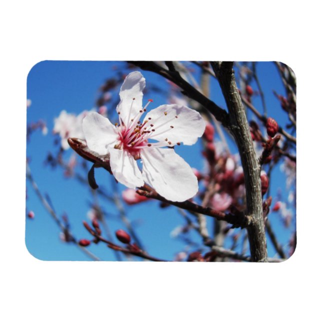 Magnet Flexible Cherry Blossom 2 (Horizontal)