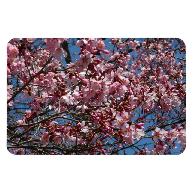 Magnet Flexible Cherry Blossoms et Blue Sky Spring Floral (Horizontal)
