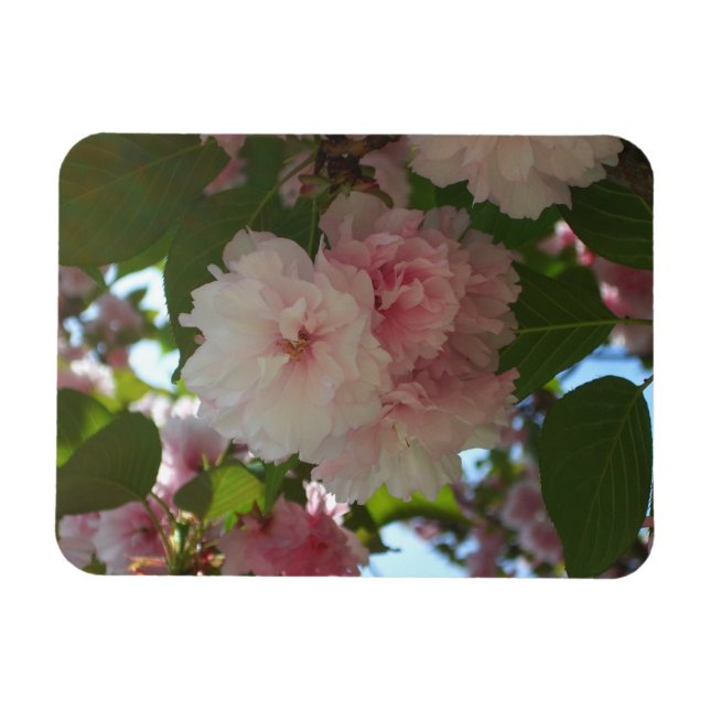 Magnet Flexible Cherry Tree I Spring Floral (Horizontal)