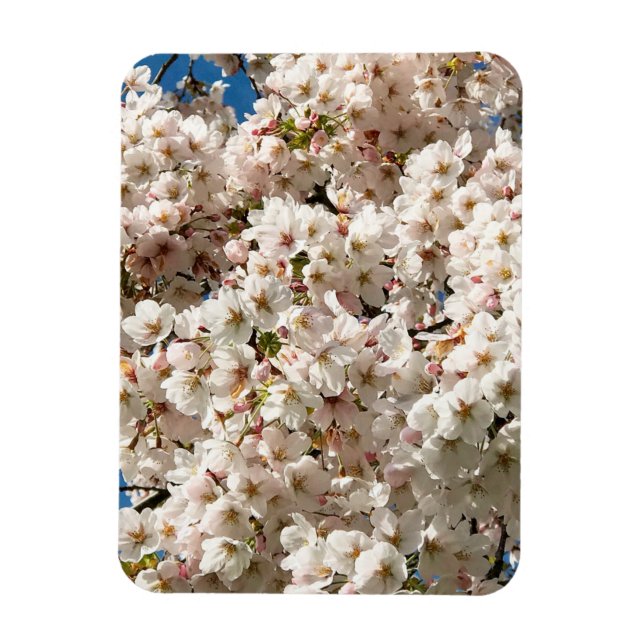 Magnet Flexible Cherry Tree in Bloom, Oregon (Vertical)