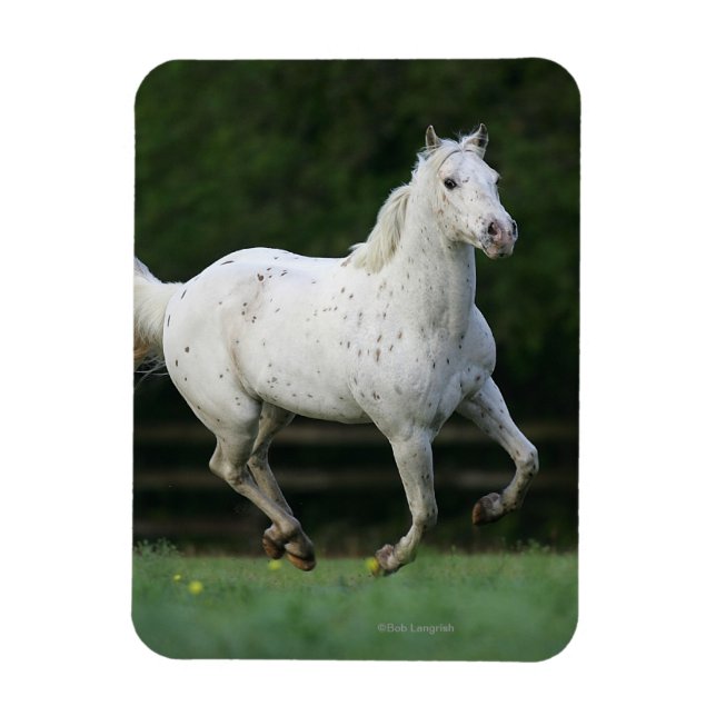 Magnet Flexible Cheval Appaloosa 1 (Vertical)