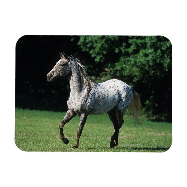 Magnet Flexible Cheval Appaloosa 2 (Horizontal)