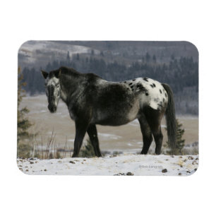 Magnet Flexible Cheval Appaloosa dans la neige