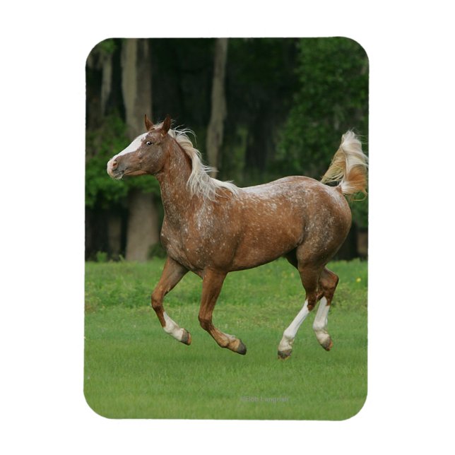 Magnet Flexible Cheval Appaloosa en course (Vertical)