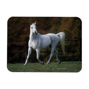 Magnet Flexible Cheval arabe 1