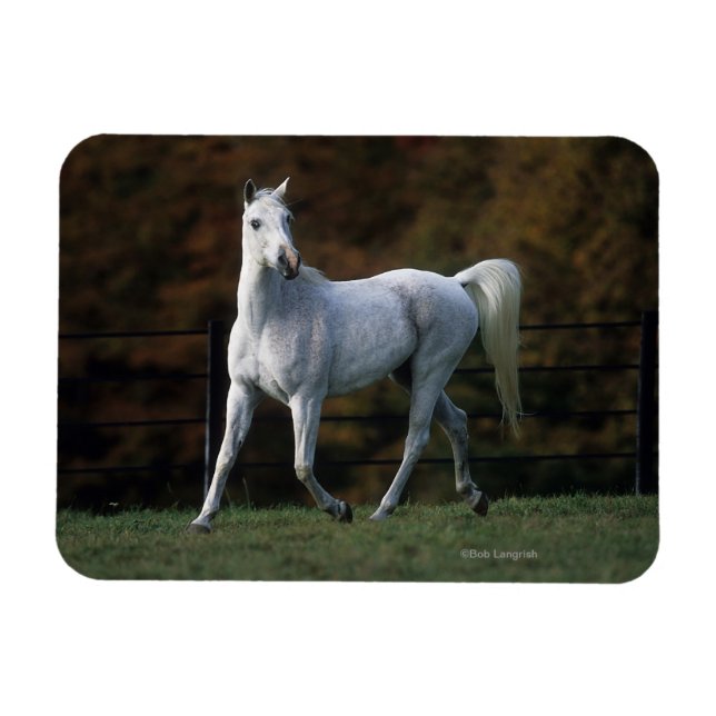 Magnet Flexible Cheval arabe 1 (Horizontal)