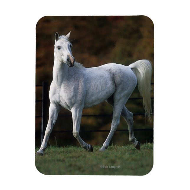 Magnet Flexible Cheval arabe 1 (Vertical)