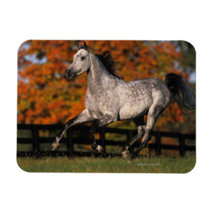Magnet Flexible Cheval arabe : Automne 1