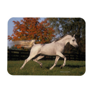 Magnet Flexible Cheval arabe : Automne 2