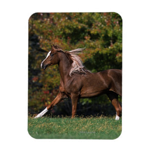 Magnet Flexible Cheval arabe en campagne de graminées
