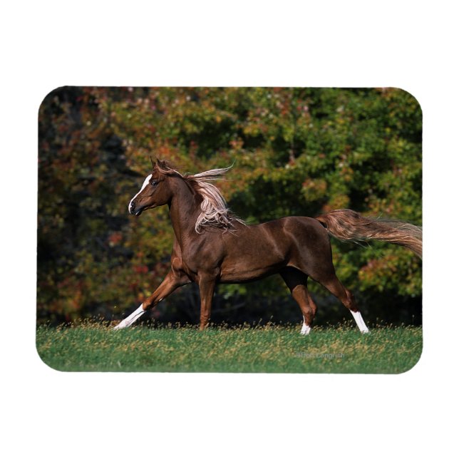 Magnet Flexible Cheval arabe en campagne de graminées (Horizontal)