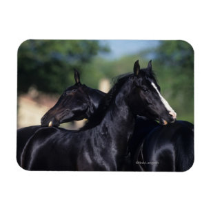 Magnet Flexible Cheval Arabe qui s'écroule