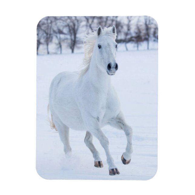 Magnet Flexible Cheval blanc courant dans la neige (Vertical)