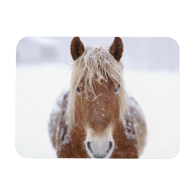 Magnet Flexible Cheval Brown debout en terrain neigeux. (Horizontal)