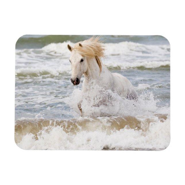 Magnet Flexible Cheval Camargue dans le ressac (Horizontal)