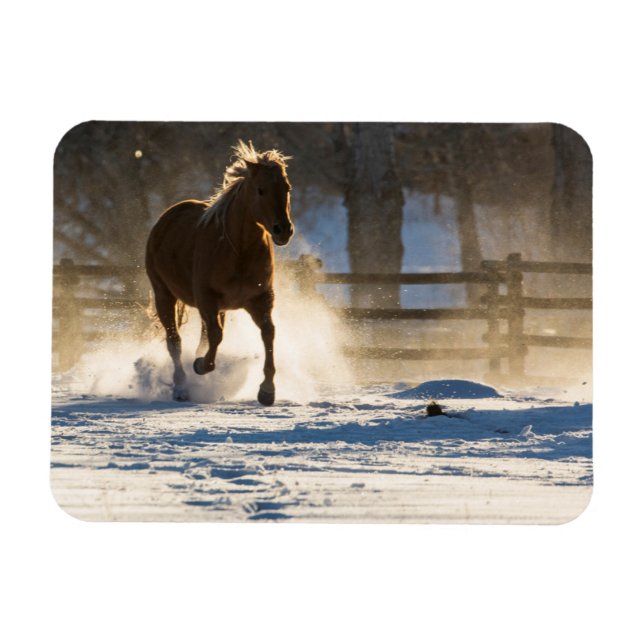 Magnet Flexible Cheval courant à travers la neige (Horizontal)