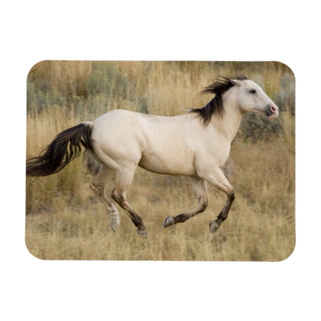 Magnet Flexible Cheval courant à travers les herbes de la prairie (Horizontal)