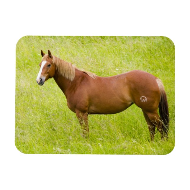 Magnet Flexible Cheval dans un champ printanier (Horizontal)