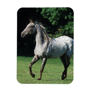 Magnet Flexible Cheval d'Appaloosa courant 2